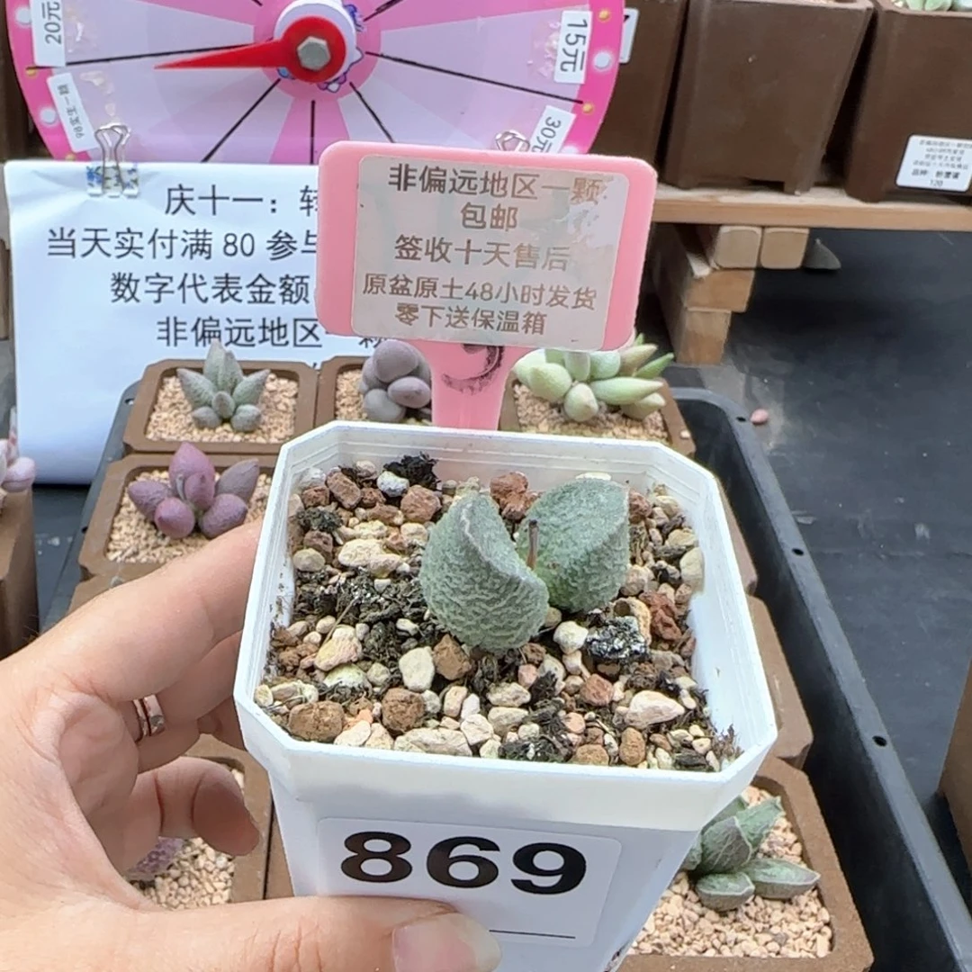 869绿猪肝多肉植物