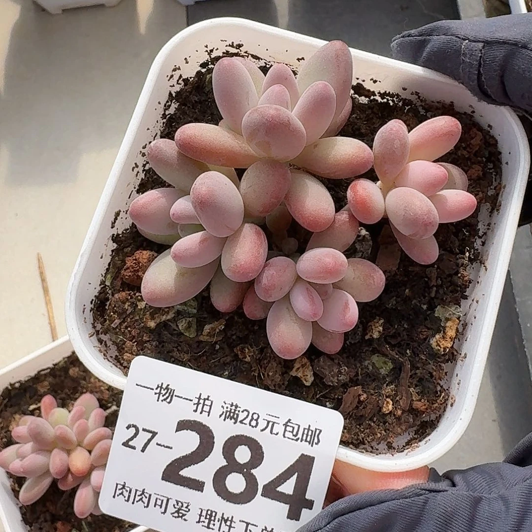 樱花奶无盆土发货无