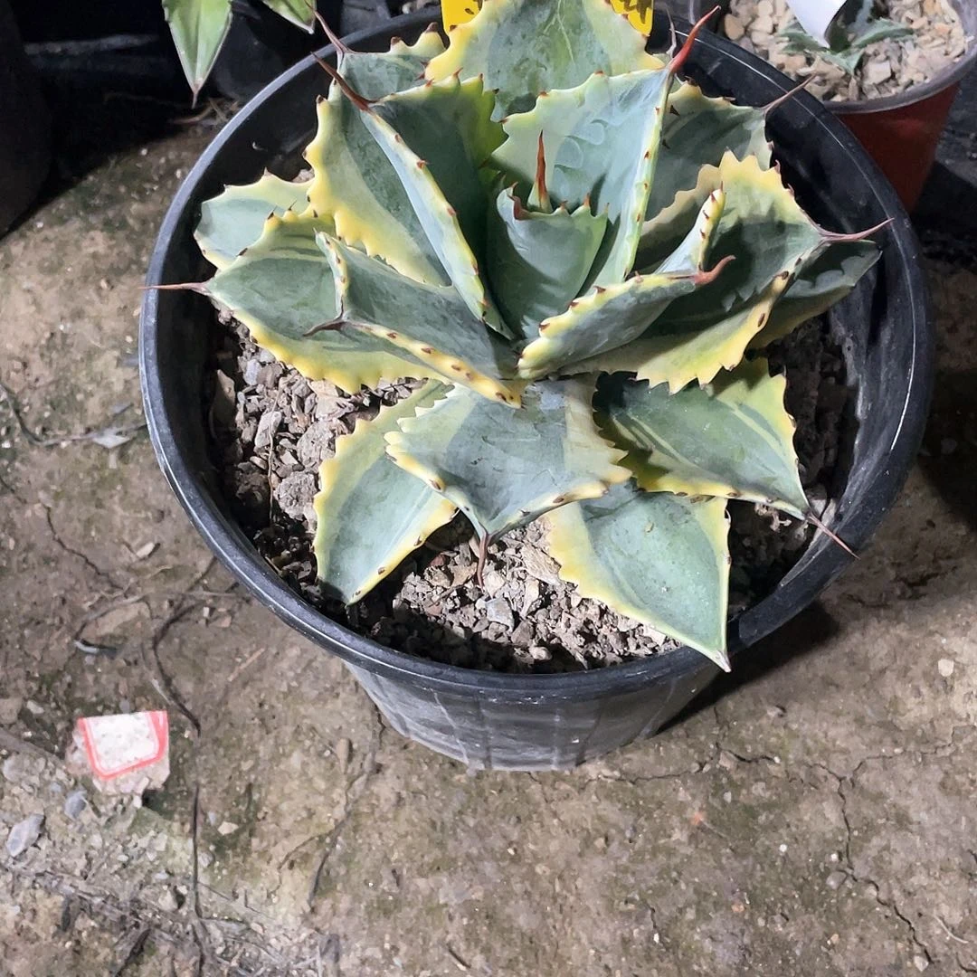 无***了无花朵龙舌兰绿色植物
