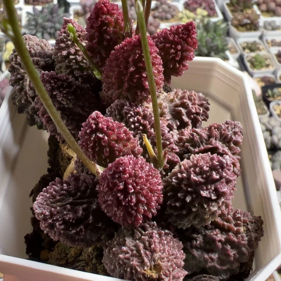 满盆朱紫玉老桩多肉植物水泡多肉植物