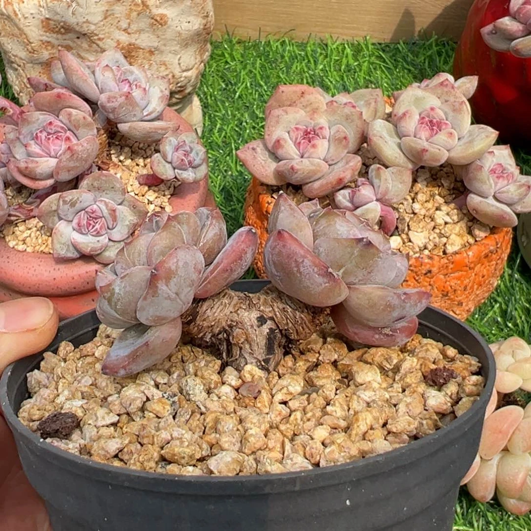 啊石榴籽星影小树福利