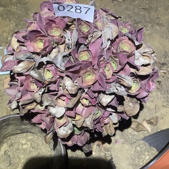 多肉植物法师287美金玫瑰