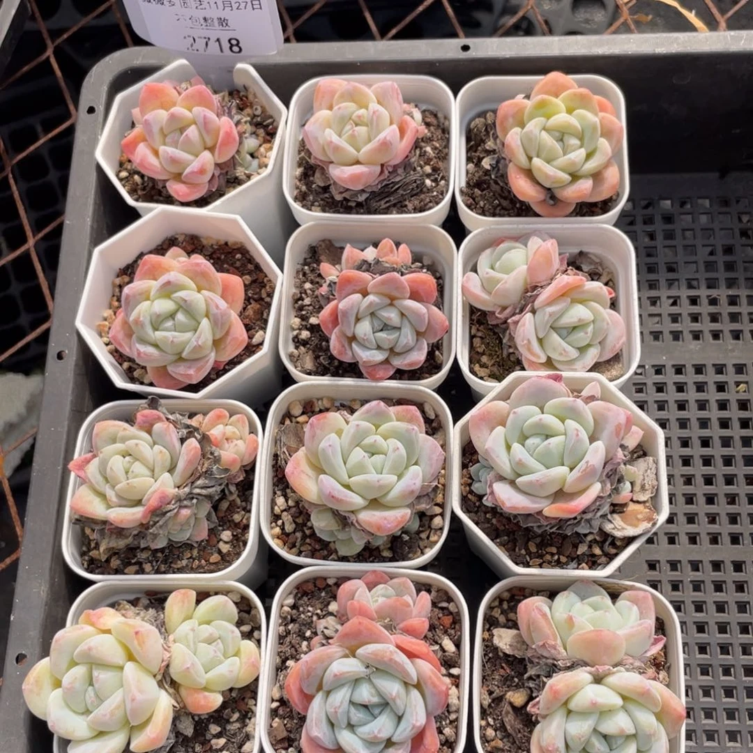 不包整散 盆子不售后2718