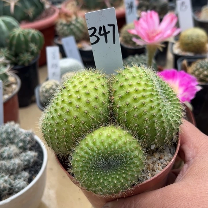 347号实生三头宝山1111