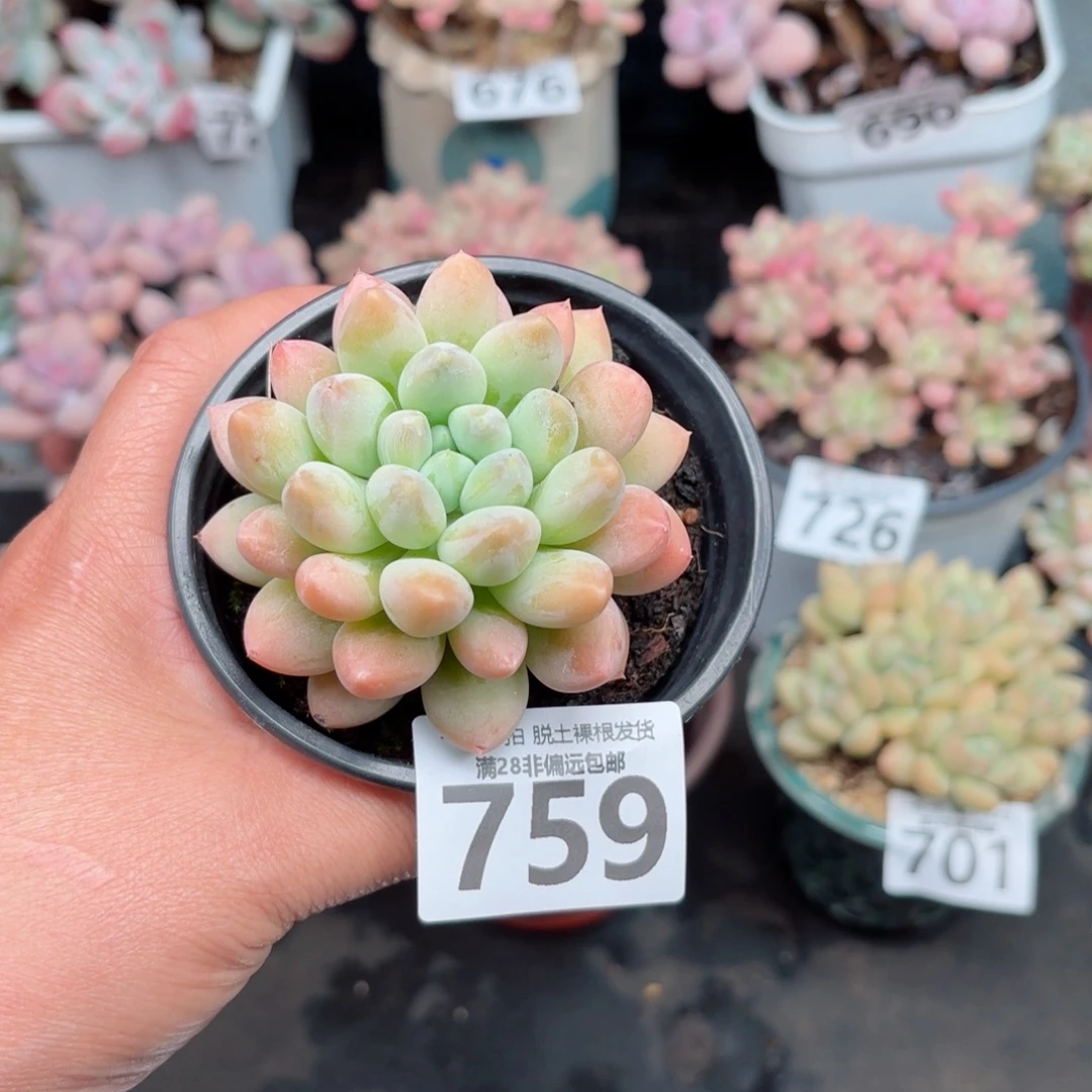 星空美人无盆土发货