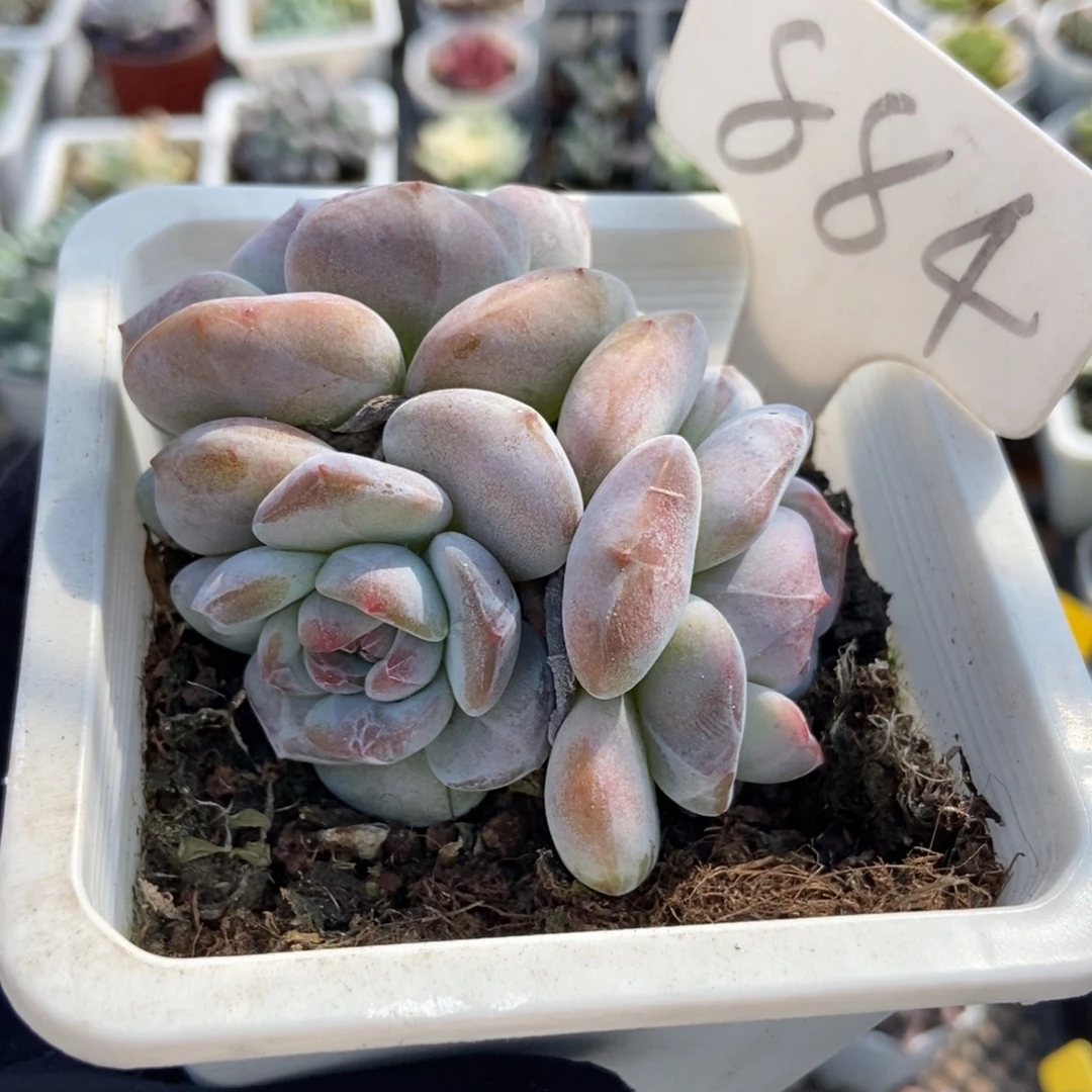 884石榴籽多肉植物多肉