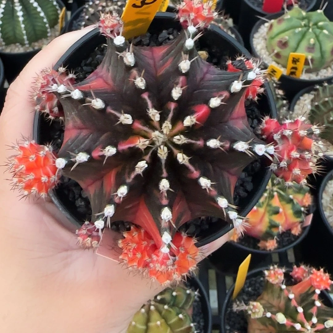 732-1226泰国米哈多肉