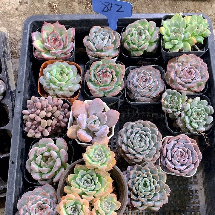 812号多肉植物园艺