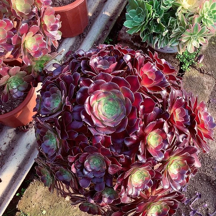 花纳锦，多肉植物