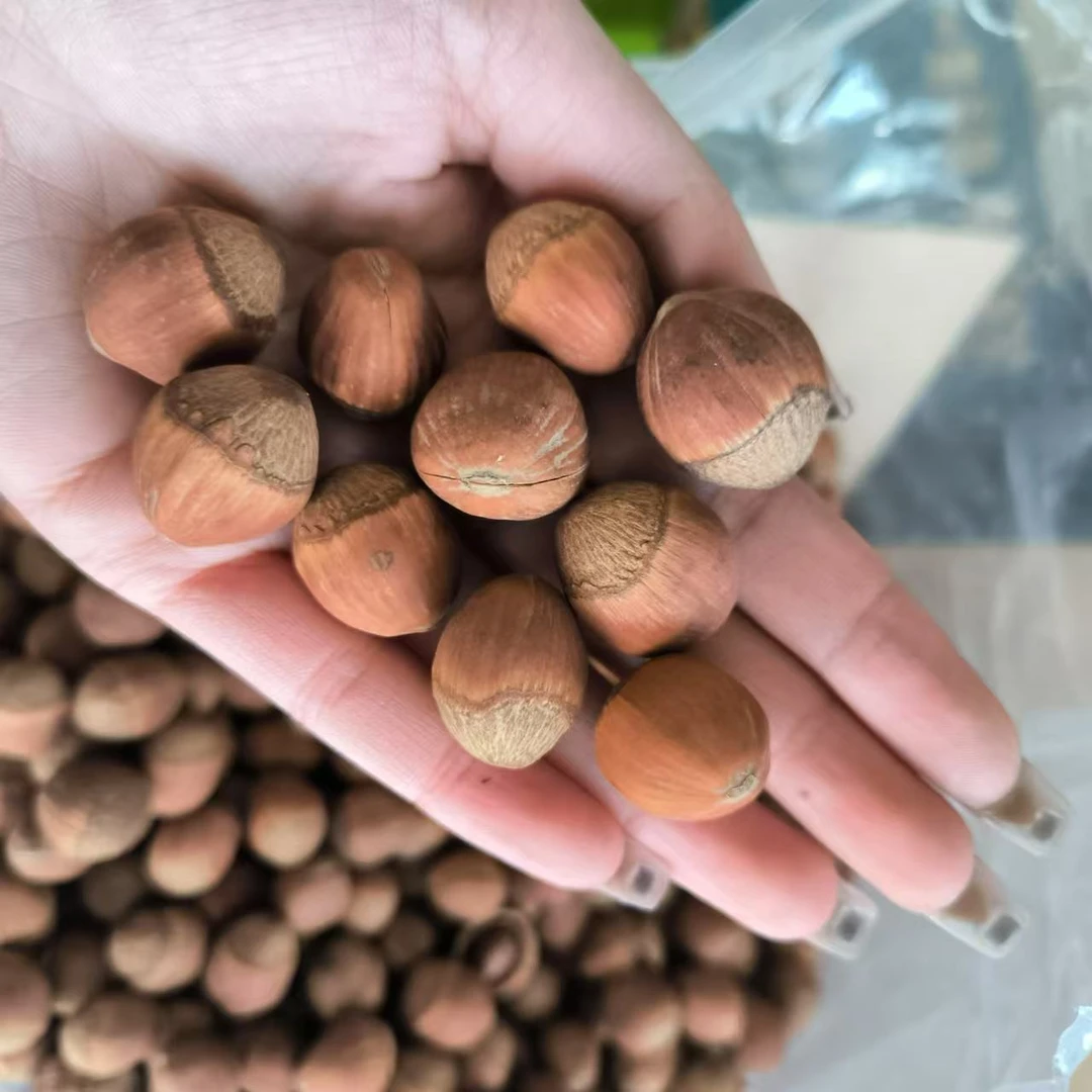 【张大庆】榛子东北特产新货新鲜零食坚果