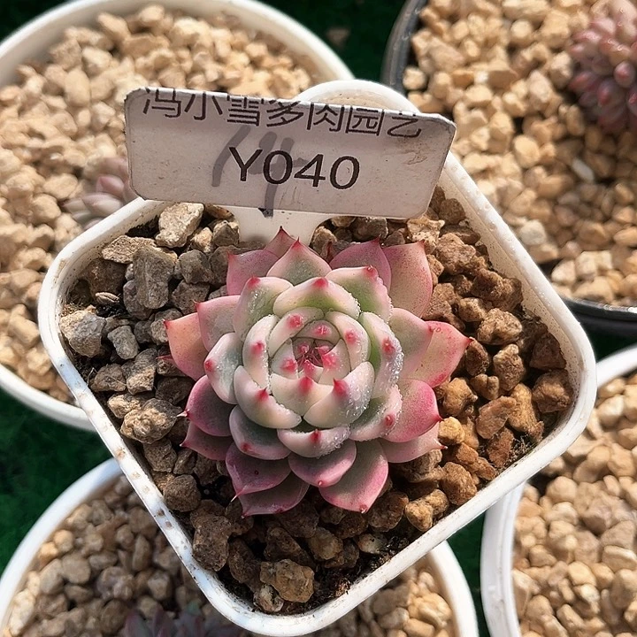 我是第一百个为妖刀应援滴打