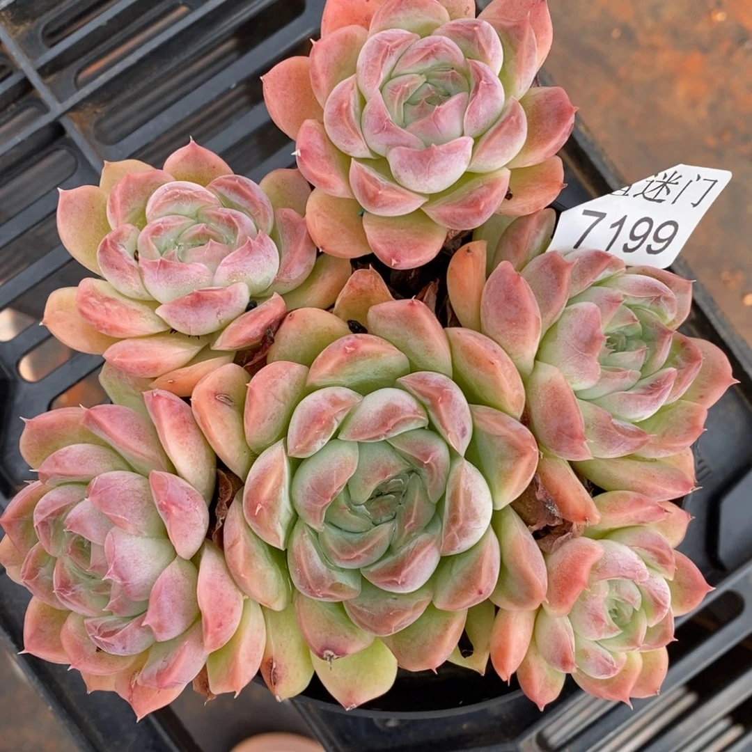 猪***贝杂交精品多肉7199~12厘米