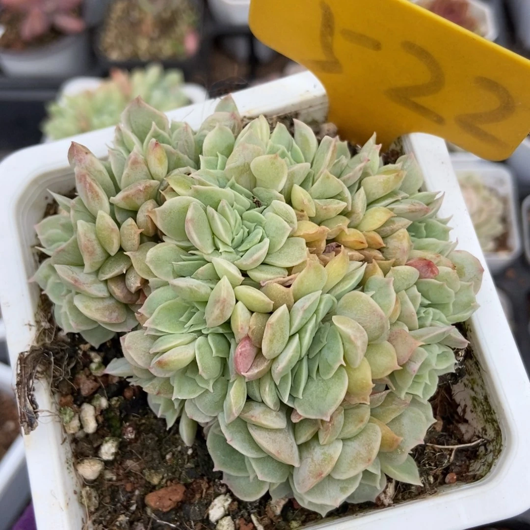 522昂缀多肉植物保护