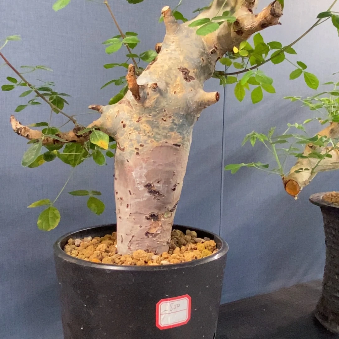 图坎蓝白皮产地熟桩