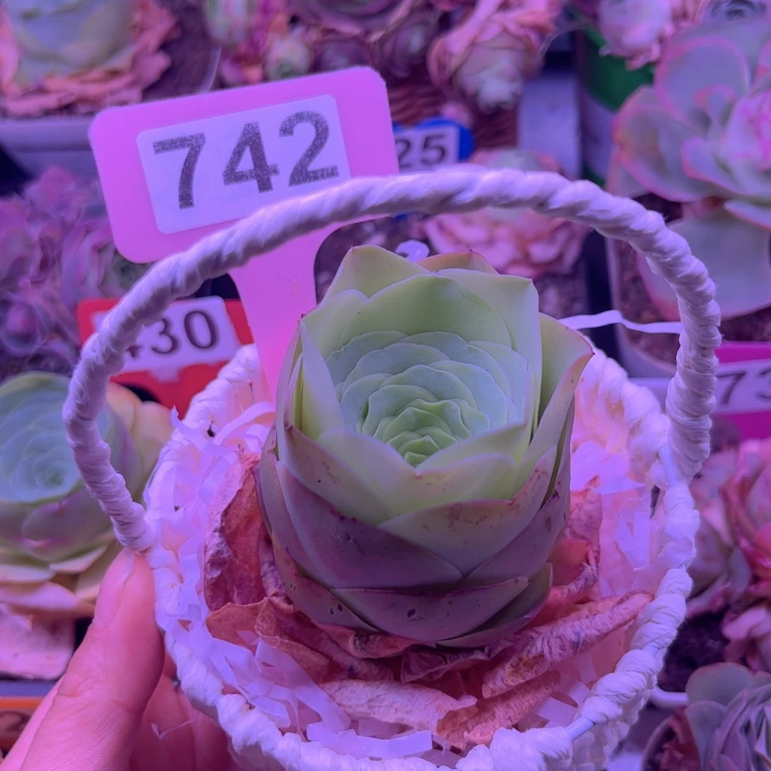 山地玫瑰一物一拍ff742