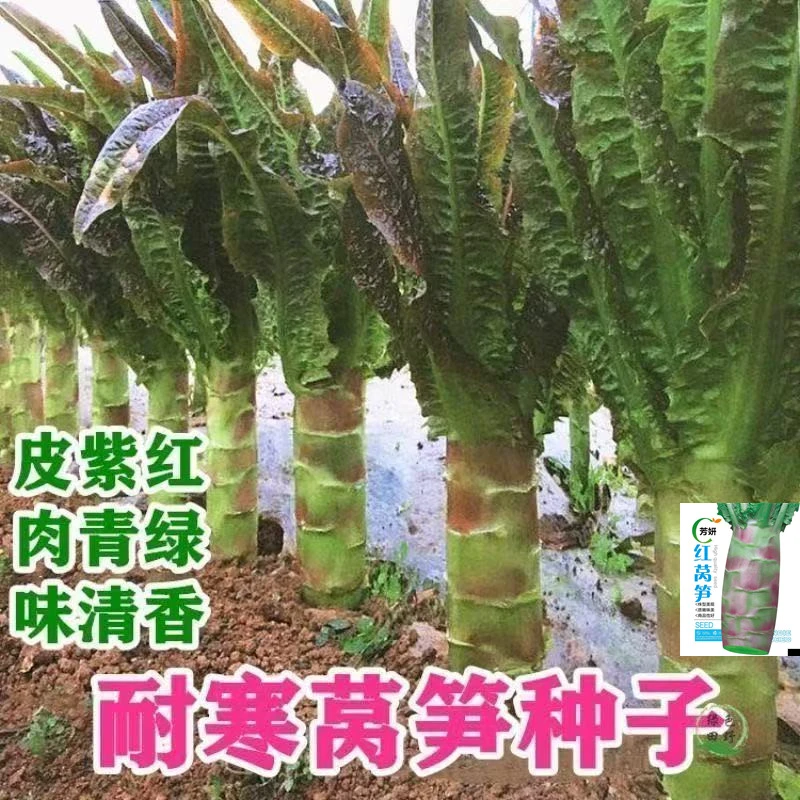 【满5元包邮】四季种植蔬菜种子红莴笋高产籽种四季种植