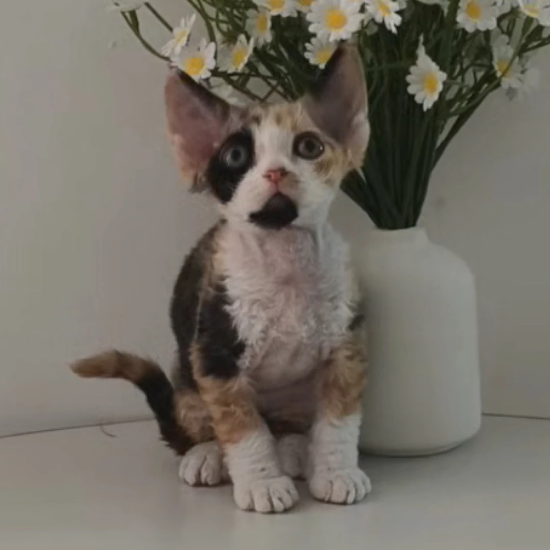 三花开脸德文弟弟德文卷毛猫活体猫幼崽