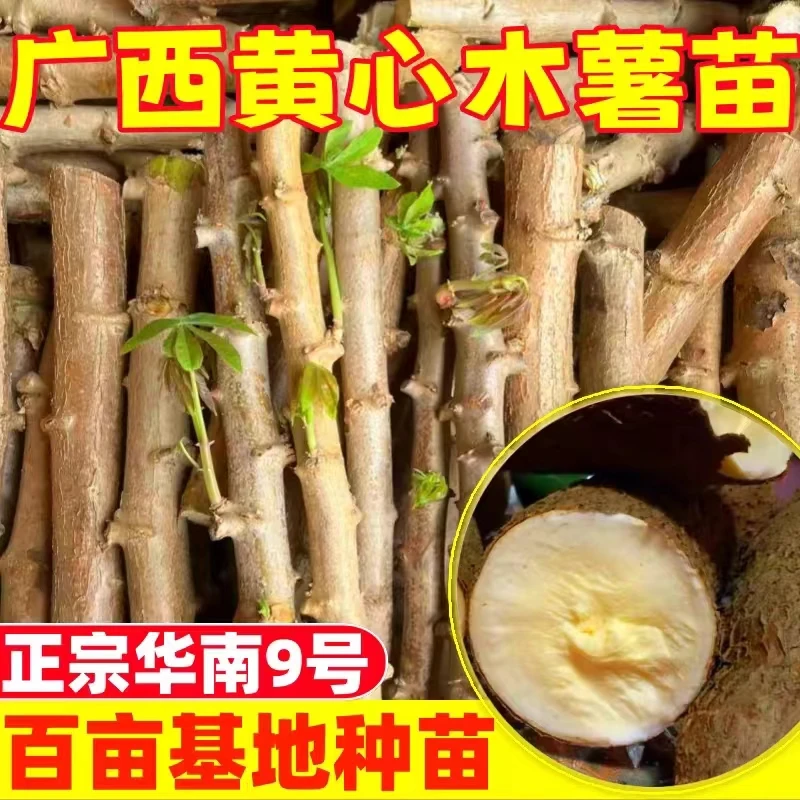 广西华南9号黄心木薯种