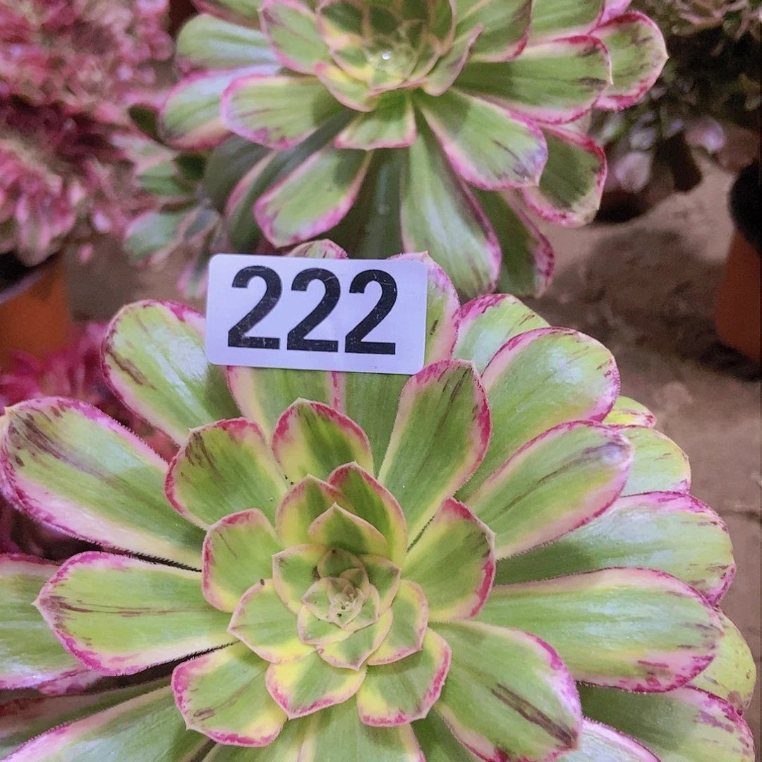 雨**弦 220  222两颗老庄法师多肉