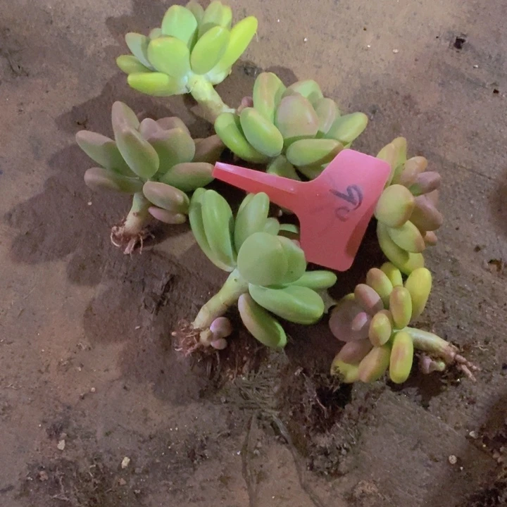 这么大岁数怎么会长出