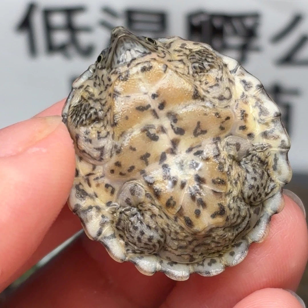 不分公母宠物龟A2全品粗满文双满文鼎级黑刀