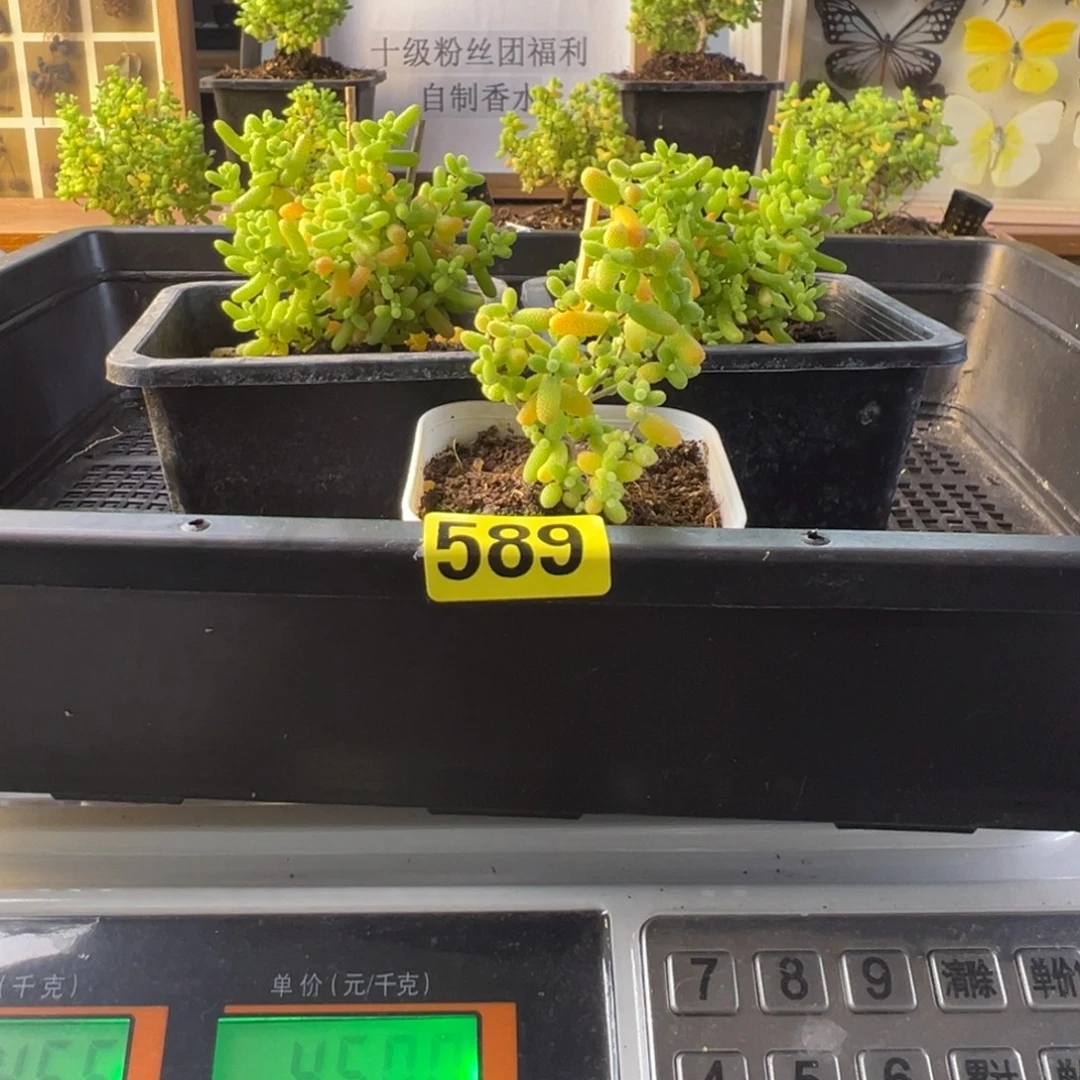 枝干番杏多肉植物589