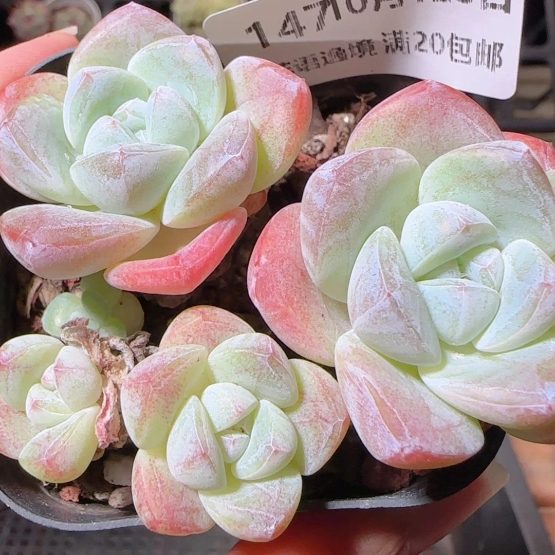 花语逸镜1023-147冰玉整