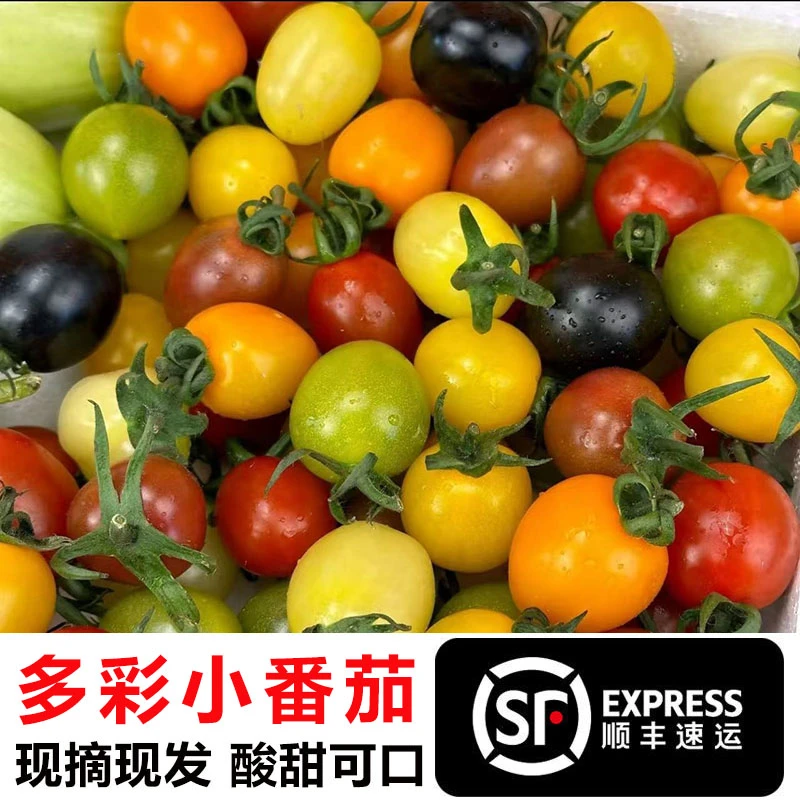 七彩小番茄新鲜水果彩色圣女果混合装4-7种颜色酸甜多汁现摘现发