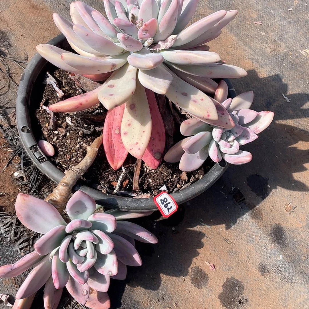 862奥普 一物一拍多肉