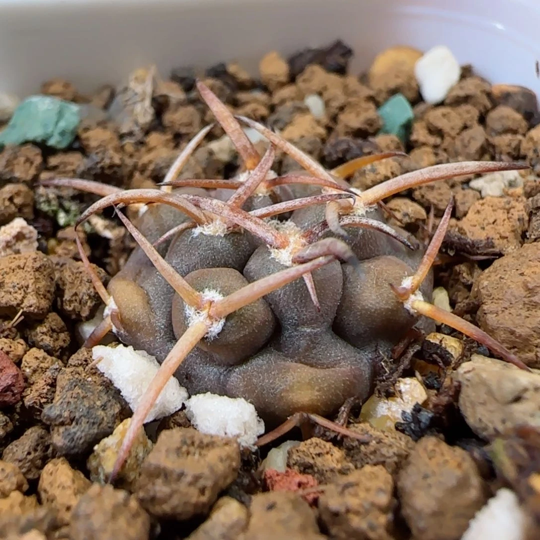 实生守金摩天龙多肉