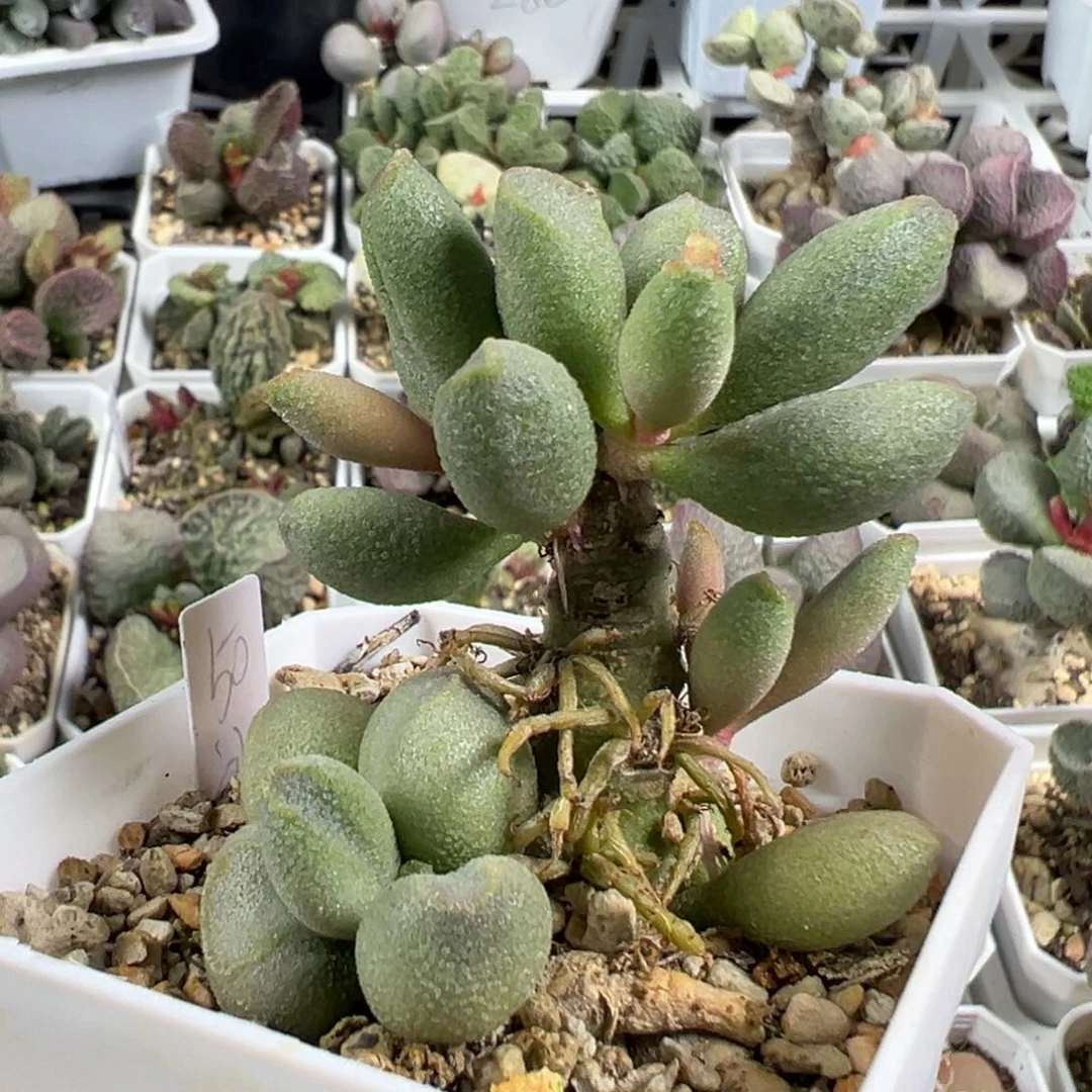 w冰晶哈密瓜多肉植物水泡