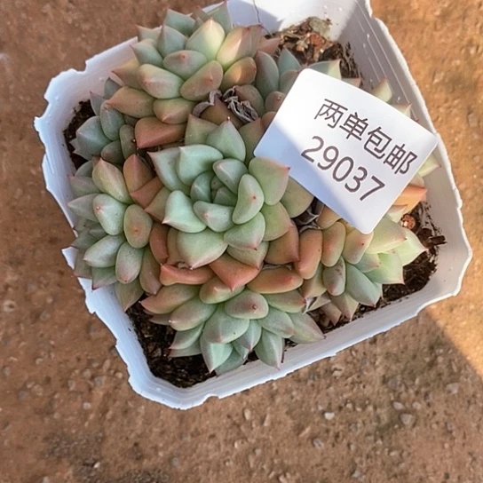 【闪购商品】就****星多肉植物盆栽植物