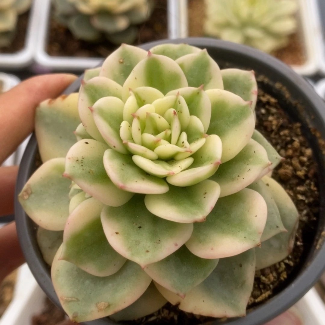 560蜡牡丹锦锦锦锦锦锦