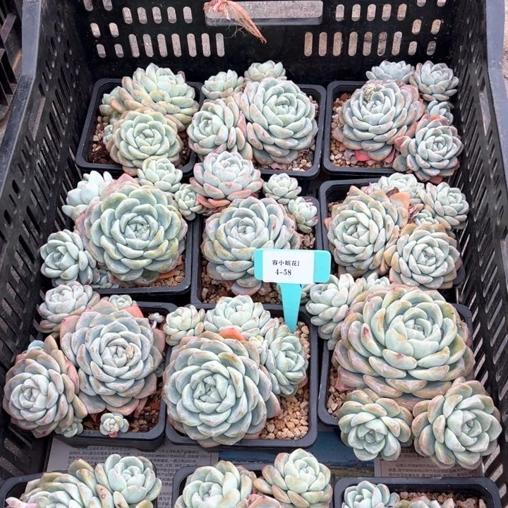 4.58冰玉一个托 土