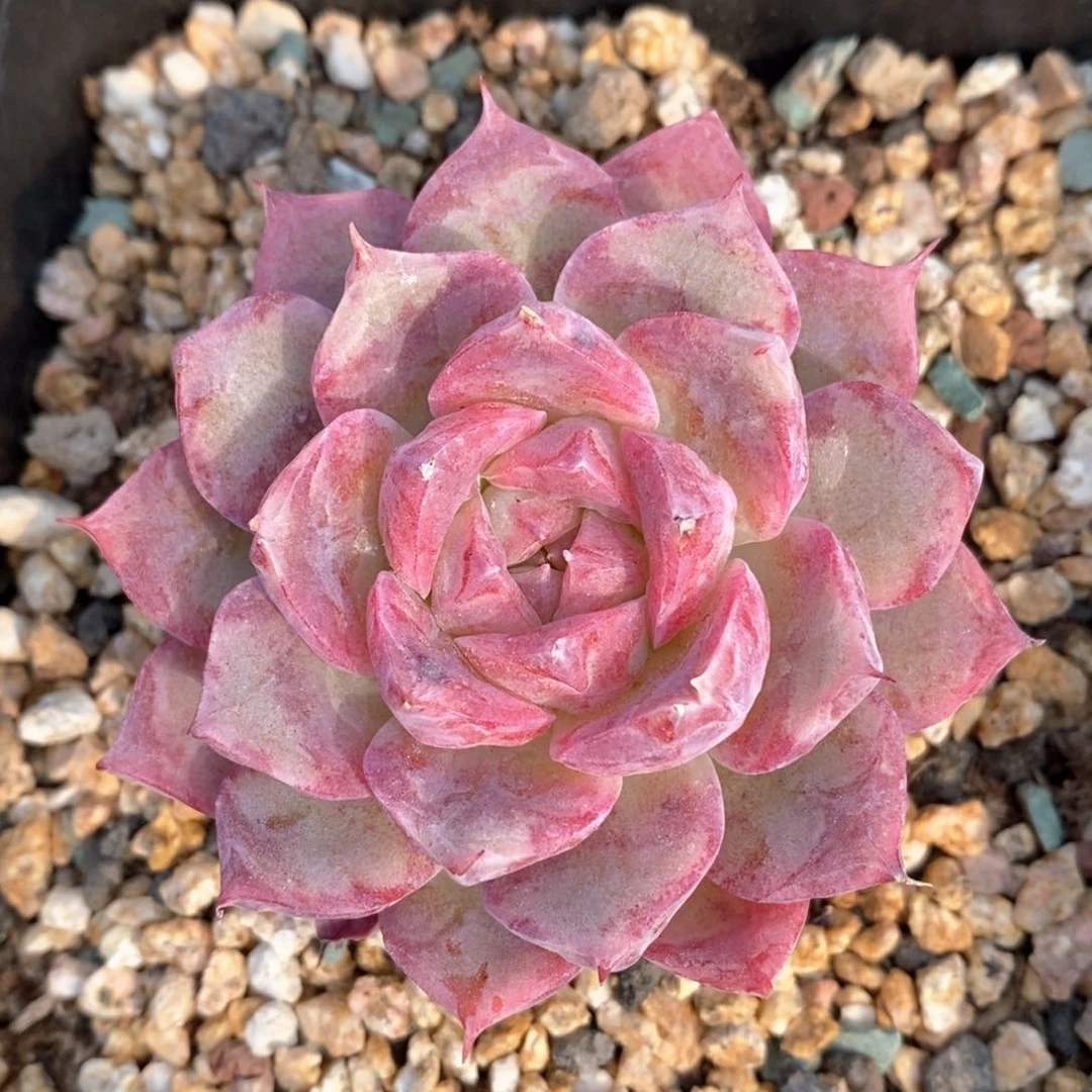 精品多肉一物一拍135