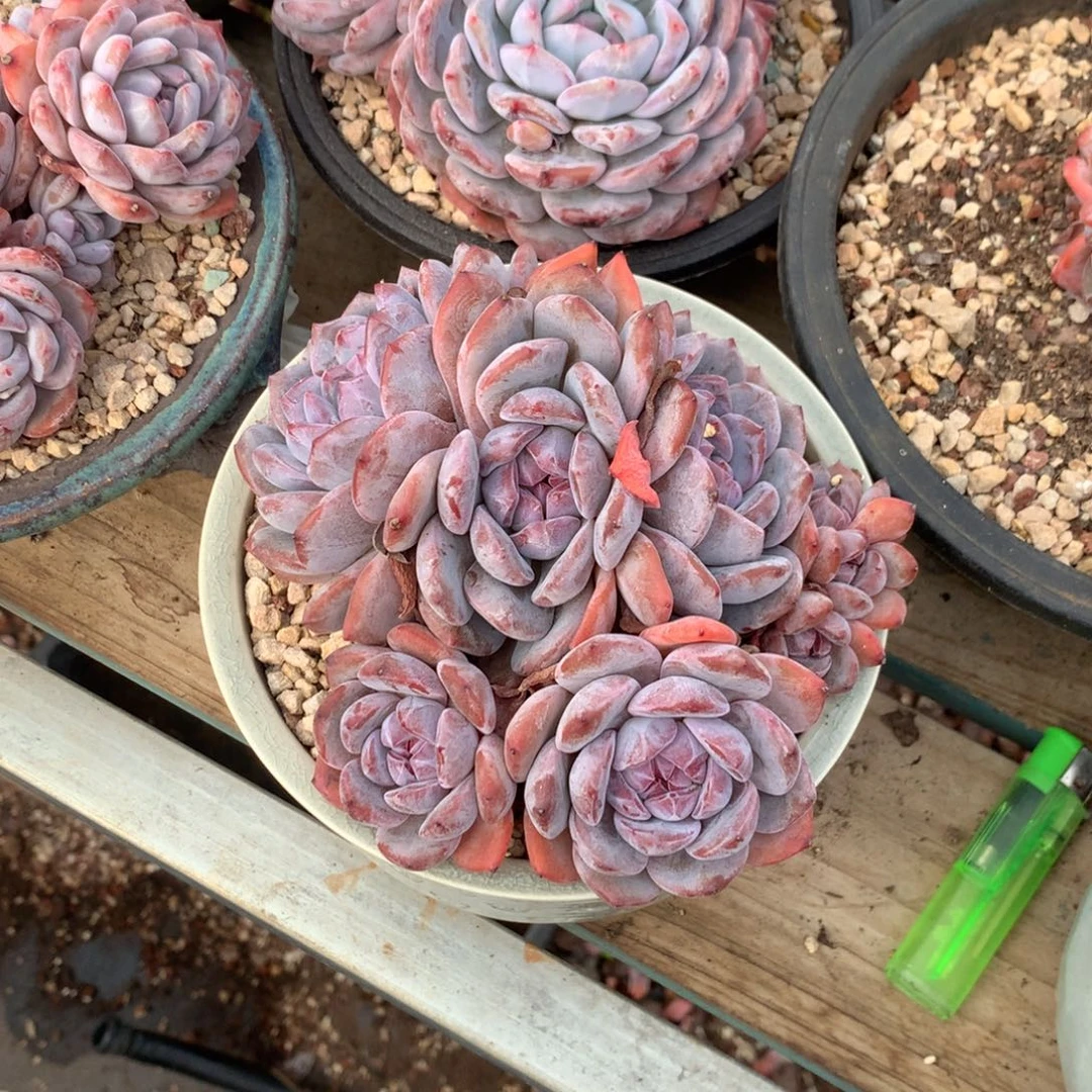 石榴籽紫皮花花花花