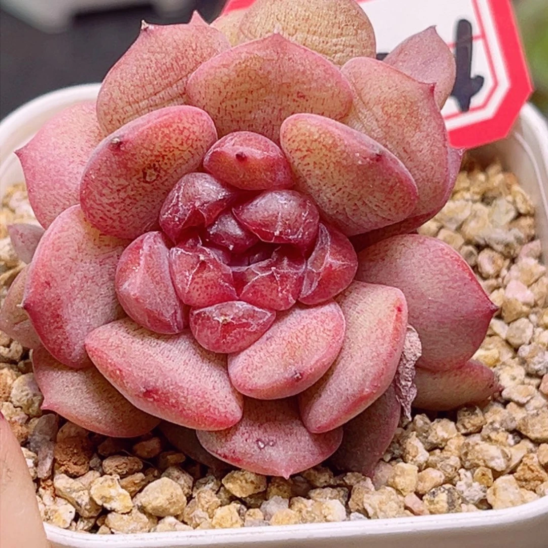 E504球球冰糖一物一拍