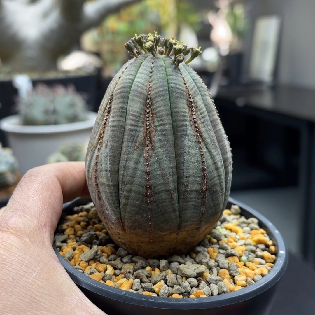 实生布纹球带盆包邮