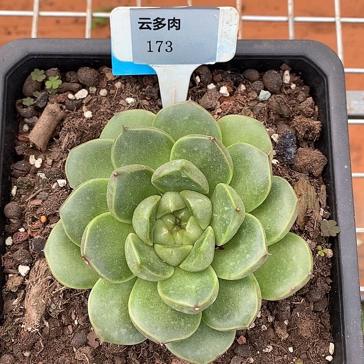D173- 直播福利 皮爱拉
