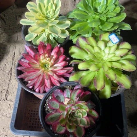 611多肉植物组合