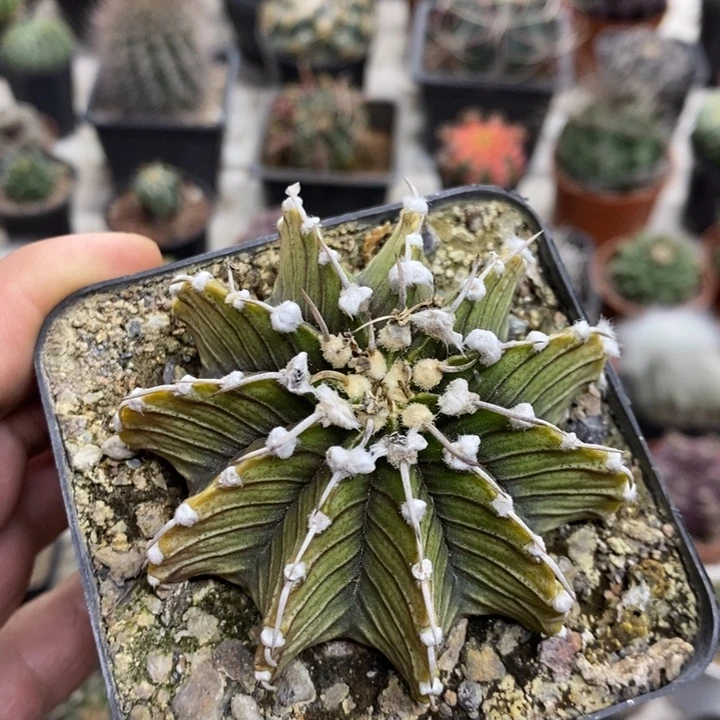 猫***六实生肋骨牡丹特价