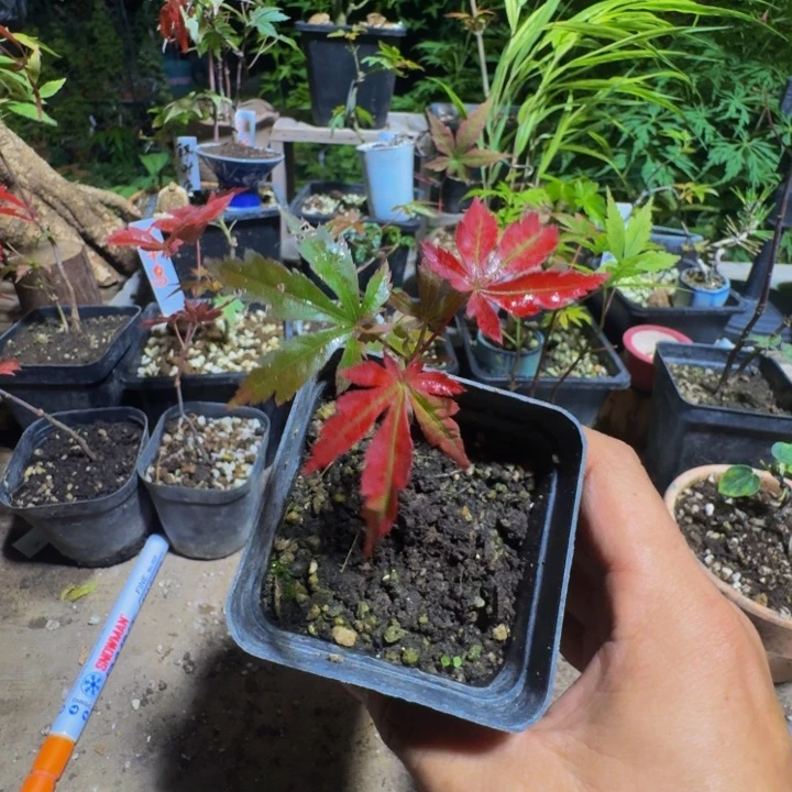 无花朵老***惯日本原生枫树籽播苗