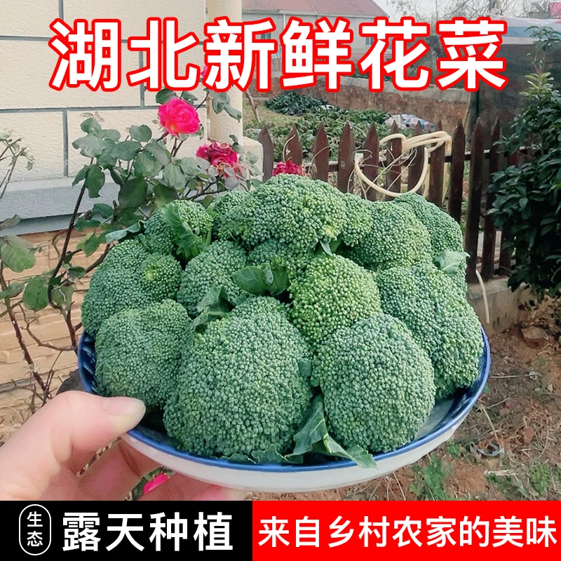 西兰花露天种植新鲜蔬菜现摘现发时令蔬菜营养美味健康营养西兰花