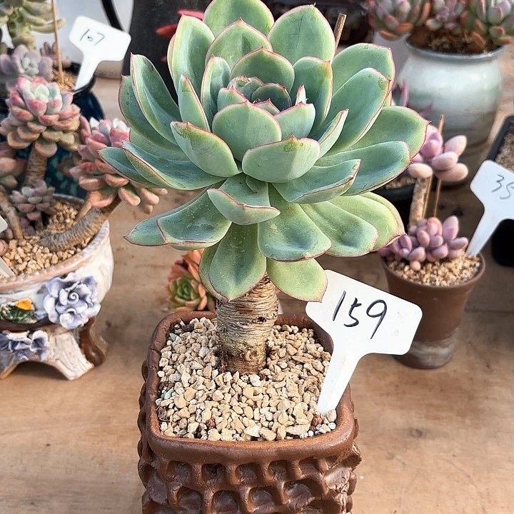多肉植物，晨露159号