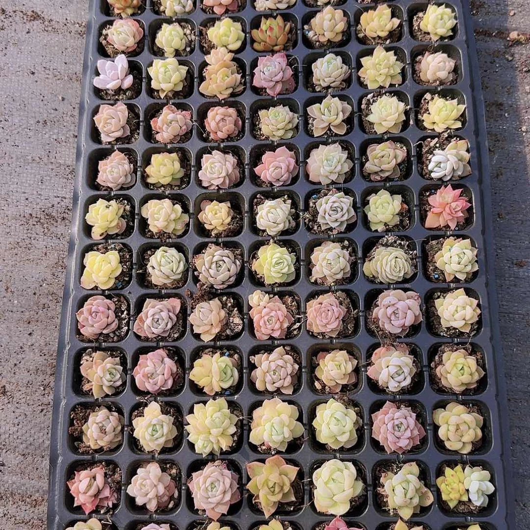 直播一物一拍多肉48