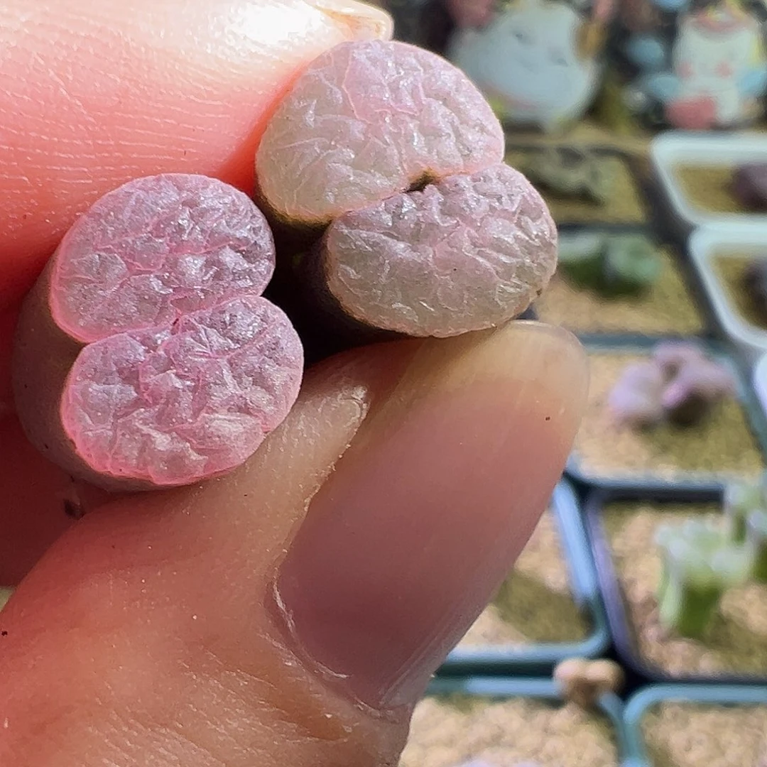 粉磁铁2颗2号。