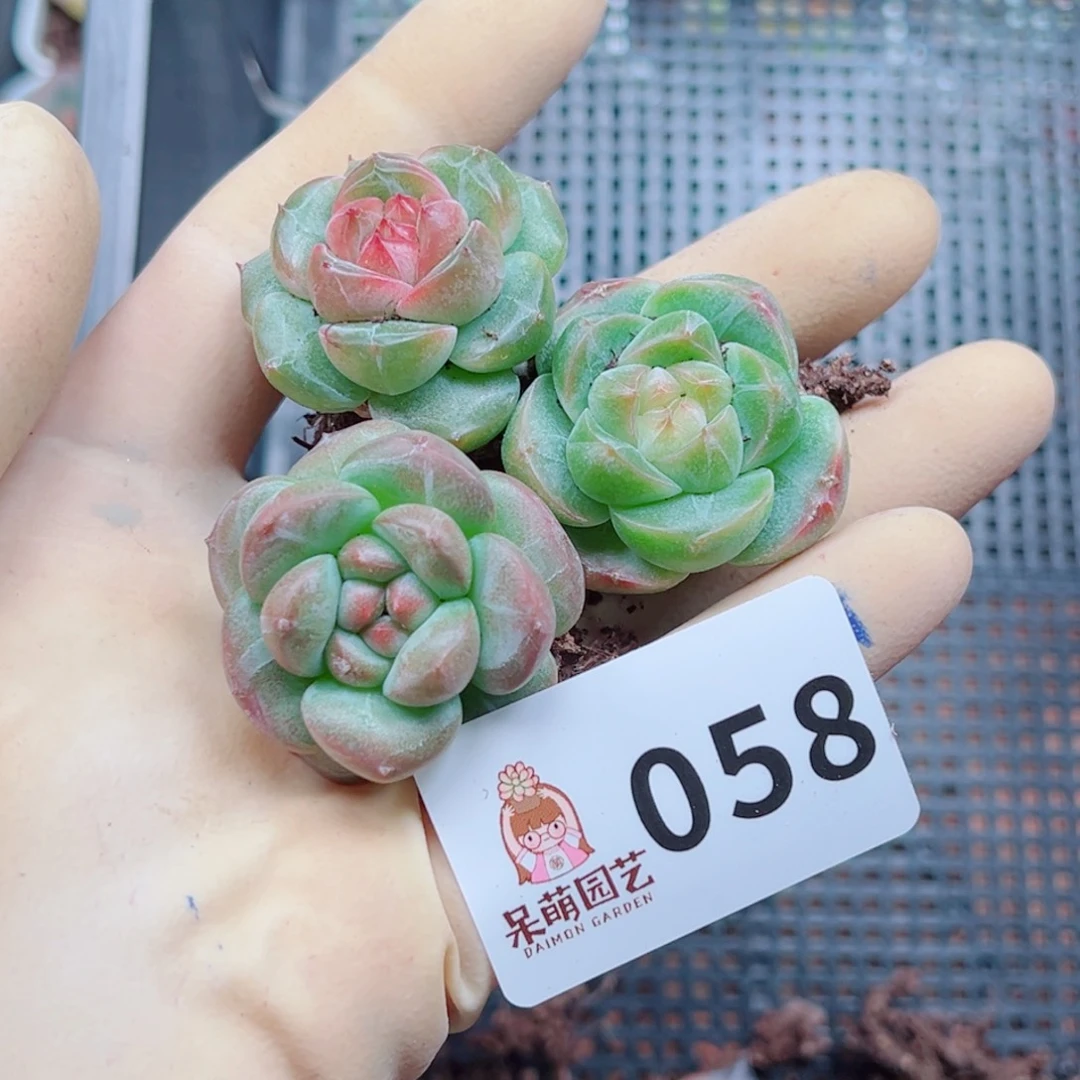 多肉植物多肉植物