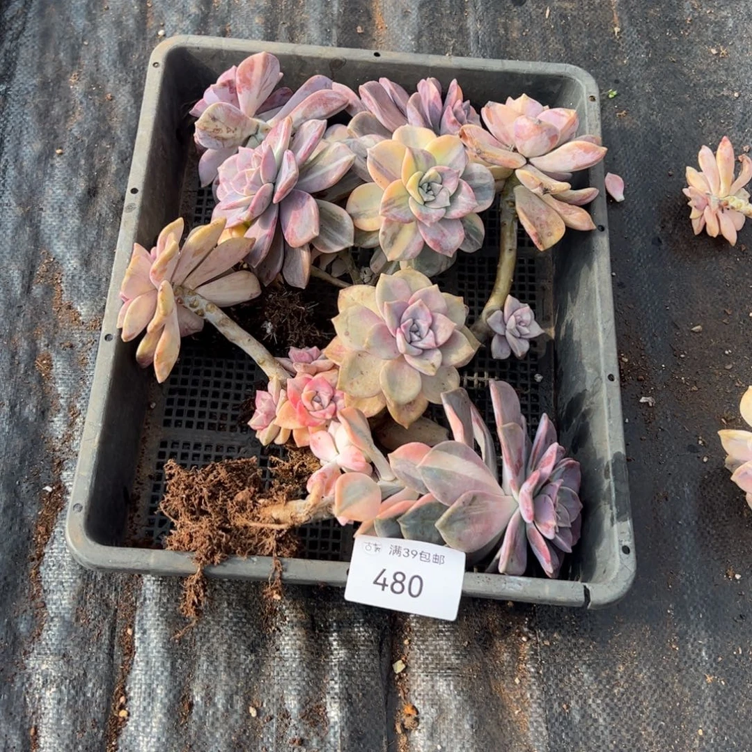 480多肉植物纤维维生素