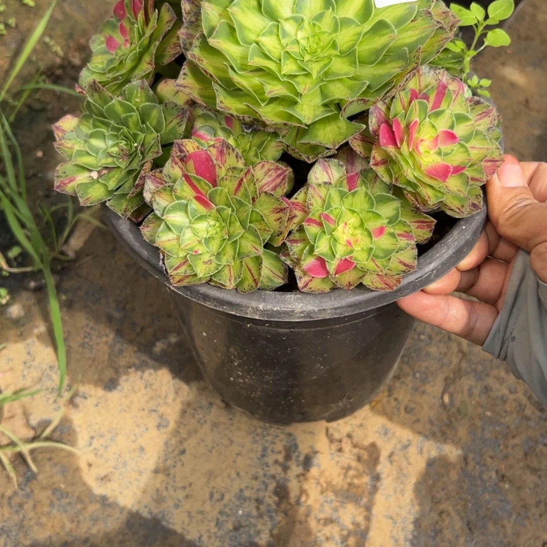 44知否多肉植物系一套