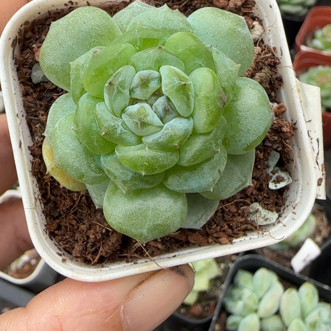小卡拉米糖心一物一拍